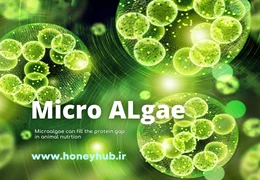 Microalgae: Sustainable Protein for Animal Feed & Our Food Future Microalgae: Sustainable Protein for Animal Feed & Our Food Future