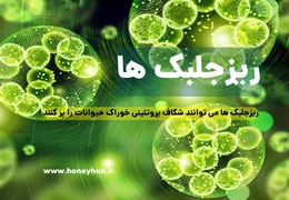 ریزجلبکها: پروتئین پایدار برای خوراک دام و آینده غذایی ما ریزجلبکها: پروتئین پایدار برای خوراک دام و آینده غذایی ما