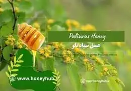 Мед Сиах-тало: полное руководство по полезным свойствам меда Ziziphus spina-christi Мед Сиах-тало: полное руководство по полезным свойствам меда Ziziphus spina-christi