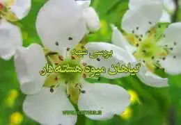 بررسی شهد گیاهان گروه میوه های هسته دار