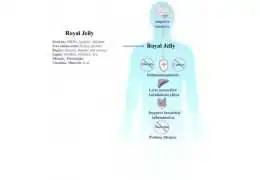 اجزای فعال و عملکردهای بیولوژیکی ژل رویال اجزای فعال و عملکردهای بیولوژیکی ژل رویال