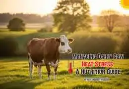 راهکارهای جامع مدیریت تنش گرمایی در گاوهای شیری: از تغذیه تا فرمولاسیون جیره