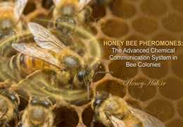 انواع فرمون‌‌های ملکه و ترکیبات آن