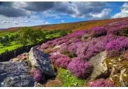 شهد چیست؟ از منبع انرژی گل تا عسل | راهنمای کامل HoneyHub شهد چیست؟ از منبع انرژی گل تا عسل | راهنمای کامل HoneyHub